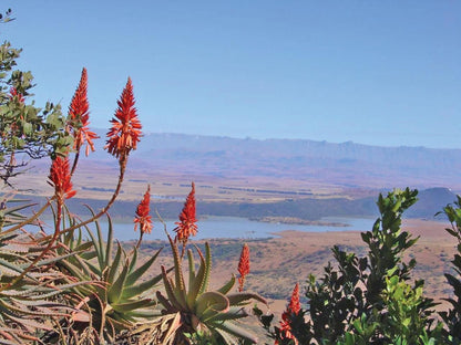 Spion Kop Lodge Winterton Kwazulu Natal South Africa Plant, Nature