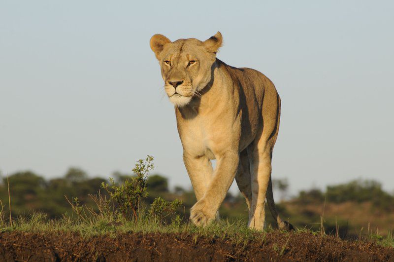 Springbok Lodge Nambiti Private Game Reserve Ladysmith Kwazulu Natal Kwazulu Natal South Africa Lion, Mammal, Animal, Big Cat, Predator