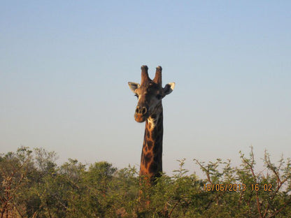 Springbok Lodge Nambiti Private Game Reserve Ladysmith Kwazulu Natal Kwazulu Natal South Africa Giraffe, Mammal, Animal, Herbivore