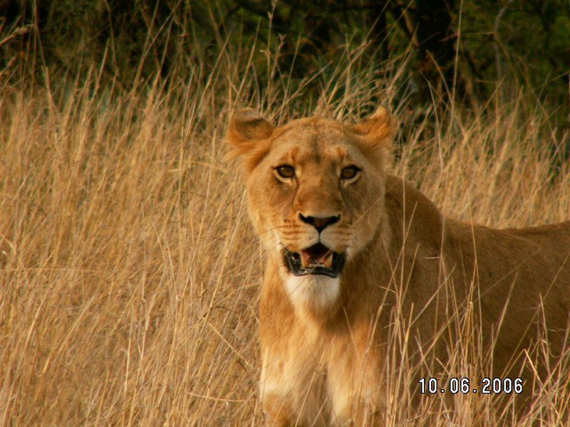 Springbok Lodge Nambiti Private Game Reserve Ladysmith Kwazulu Natal Kwazulu Natal South Africa Sepia Tones, Lion, Mammal, Animal, Big Cat, Predator