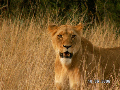 Springbok Lodge Nambiti Private Game Reserve Ladysmith Kwazulu Natal Kwazulu Natal South Africa Sepia Tones, Lion, Mammal, Animal, Big Cat, Predator