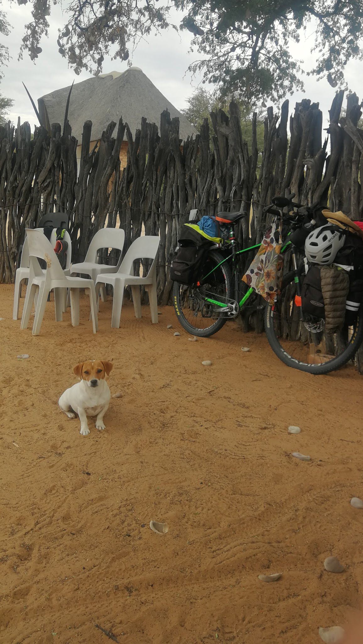 Springbokpan Guest Farm Mccarthys Rest Northern Cape South Africa Dog, Mammal, Animal, Pet, Beach, Nature, Sand