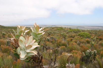 Springfield Farm Agulhas National Park Western Cape South Africa Cactus, Plant, Nature
