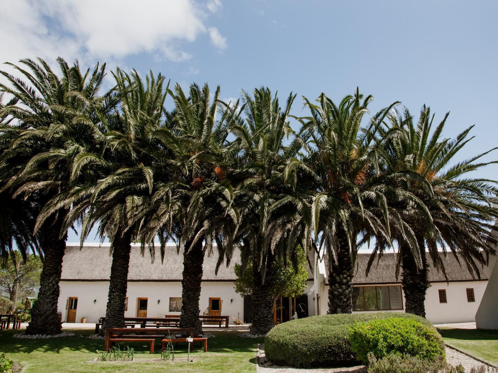 Springfontein Wine Estate, House, Building, Architecture, Palm Tree, Plant, Nature, Wood