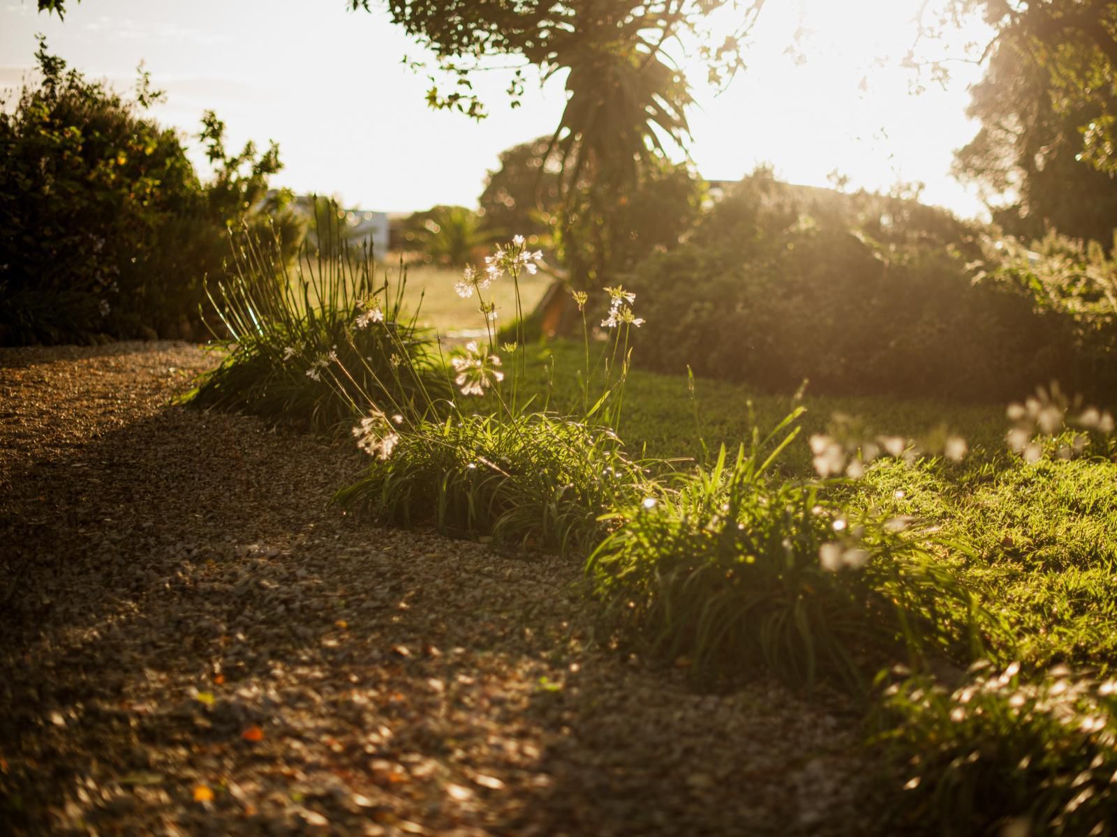 Springfontein Wine Estate, Sepia Tones, Plant, Nature, Garden