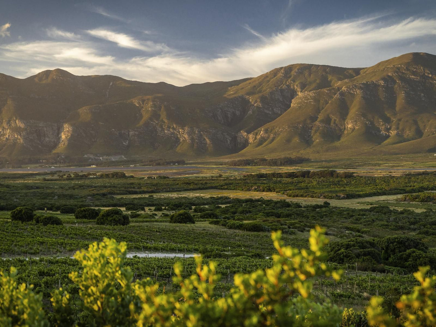 Springfontein Wine Estate, Canola, Nature, Agriculture, Plant