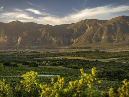 Springfontein Wine Estate, Canola, Nature, Agriculture, Plant