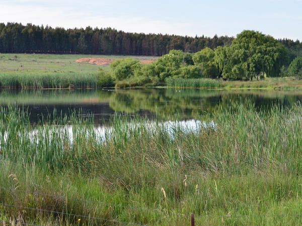 Springgrove Estate Chrissiesmeer Mpumalanga South Africa River, Nature, Waters, Tree, Plant, Wood