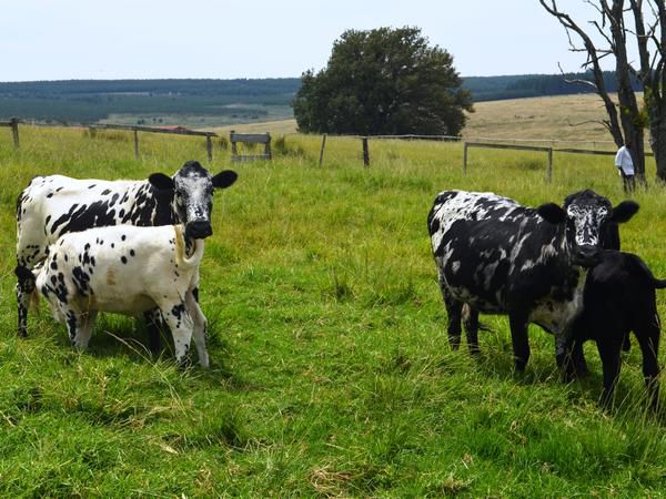 Springgrove Estate Chrissiesmeer Mpumalanga South Africa Cow, Mammal, Animal, Agriculture, Farm Animal, Herbivore, Lowland, Nature