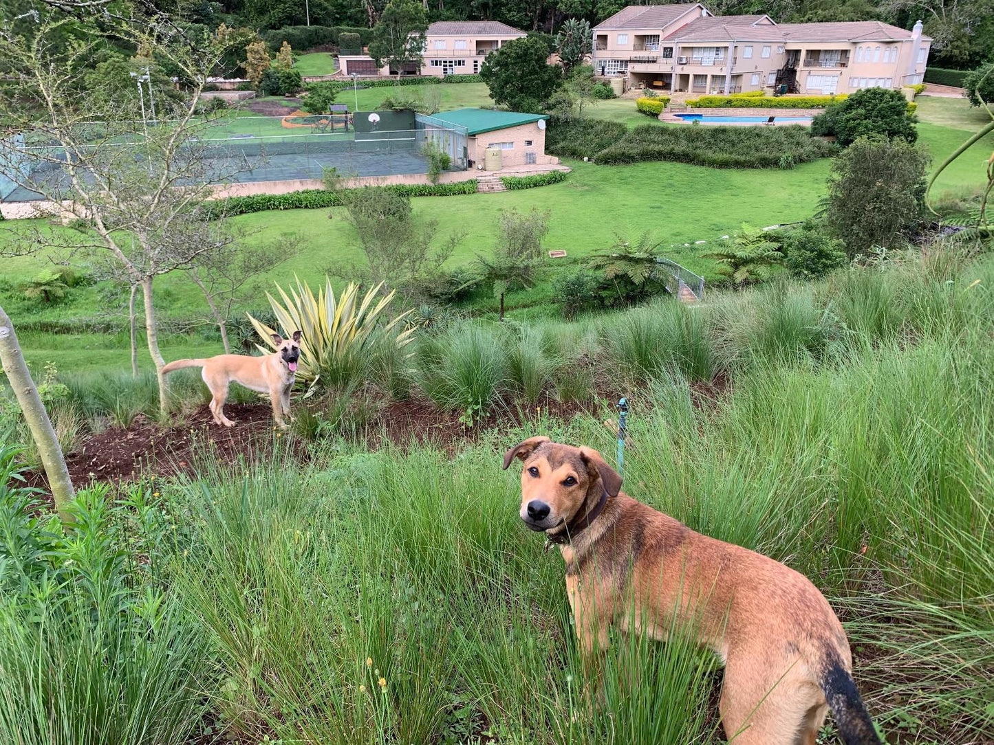 Springside House Hillcrest Durban Kwazulu Natal South Africa Dog, Mammal, Animal, Pet, Garden, Nature, Plant
