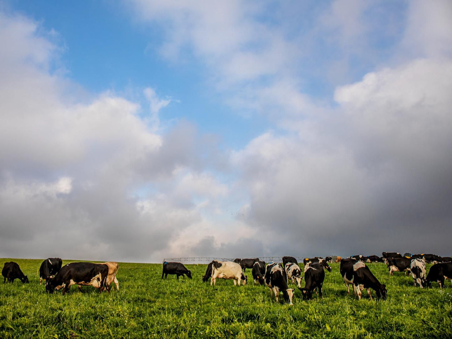 Springvale Farm Cottages, Cow, Mammal, Animal, Agriculture, Farm Animal, Herbivore