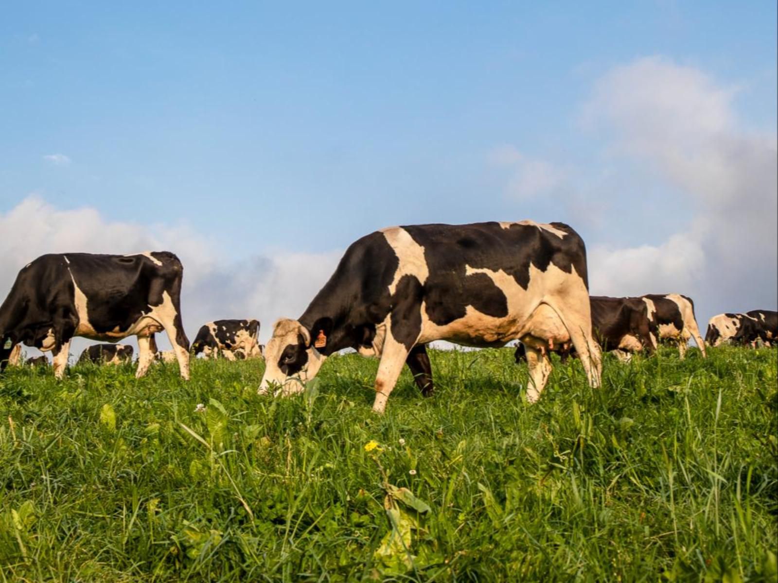 Springvale Farm Cottages, Cow, Mammal, Animal, Agriculture, Farm Animal, Herbivore