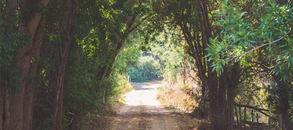 Springvale Cottage Ladismith Western Cape South Africa Forest, Nature, Plant, Tree, Wood