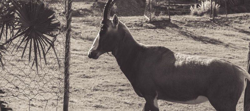 Springvale Cottage Ladismith Western Cape South Africa Unsaturated, Animal