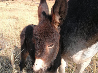 Springwater Cottages Ficksburg Free State South Africa Donkey, Mammal, Animal, Herbivore