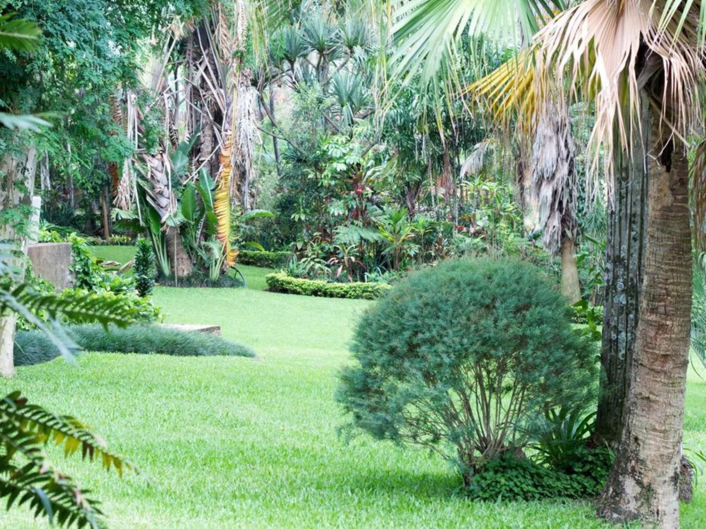 St George S Guest House Tzaneen Limpopo Province South Africa Palm Tree, Plant, Nature, Wood, Garden