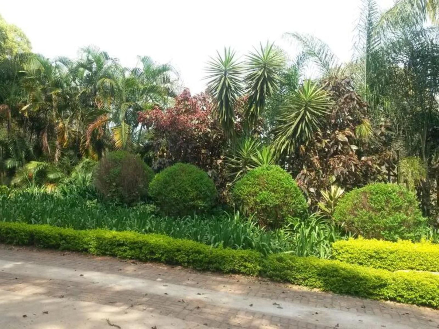 St George S Guest House Tzaneen Limpopo Province South Africa Palm Tree, Plant, Nature, Wood, Garden