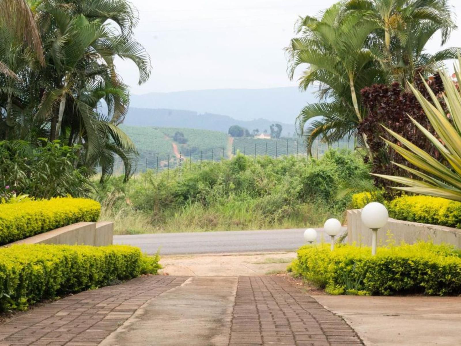 St George S Guest House Tzaneen Limpopo Province South Africa Palm Tree, Plant, Nature, Wood