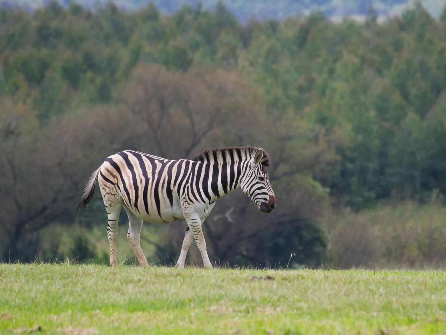 St Ives Lodge And Venue Howick Kwazulu Natal South Africa Zebra, Mammal, Animal, Herbivore
