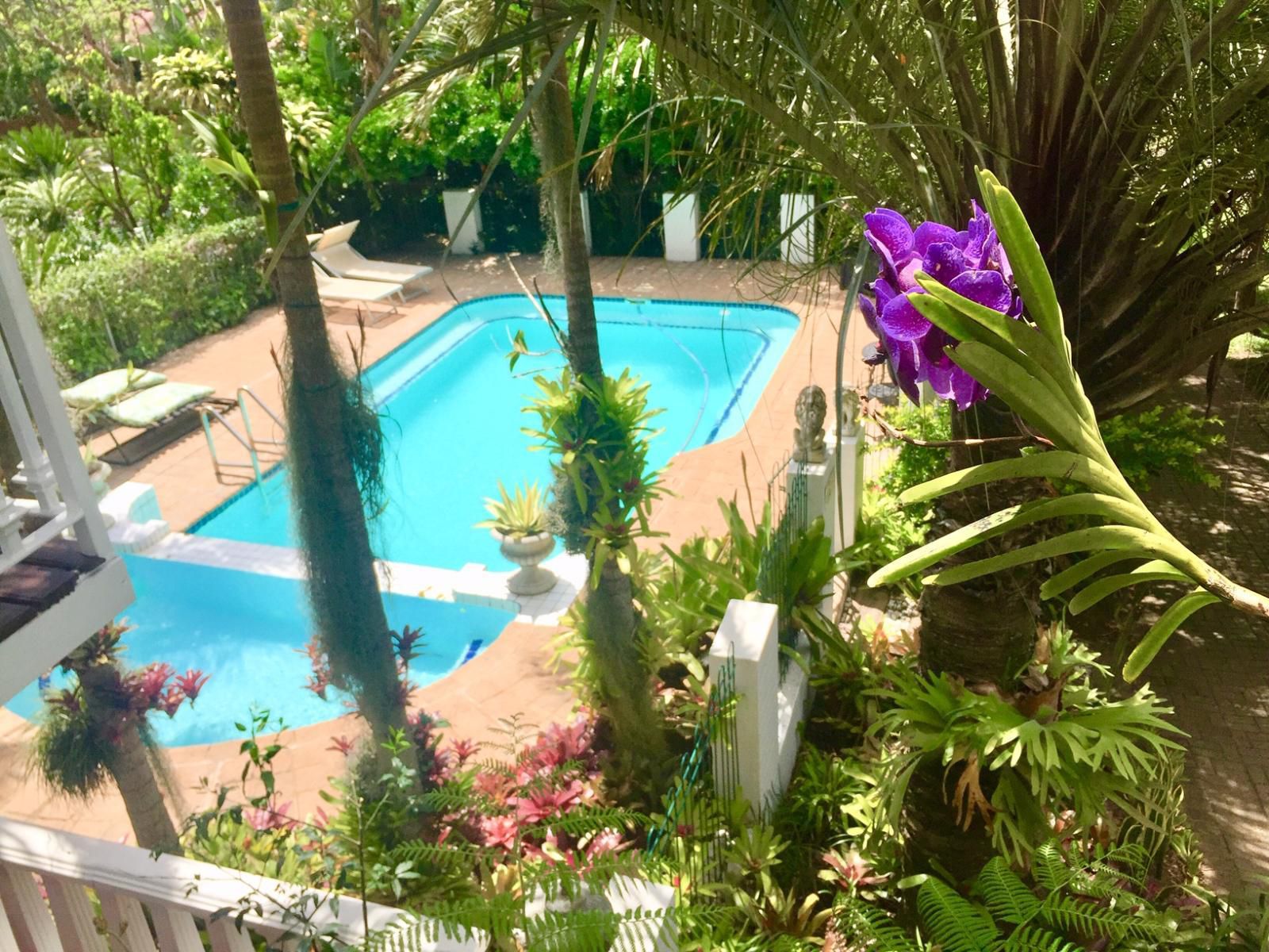 St Lucia Wetlands Guest House, Palm Tree, Plant, Nature, Wood, Garden, Swimming Pool