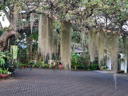 St Lucia Wetlands Guest House, Fountain, Architecture, Palm Tree, Plant, Nature, Wood, Garden