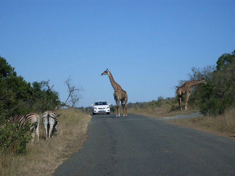 St Lucia Wilds Flatlet St Lucia Kwazulu Natal South Africa Giraffe, Mammal, Animal, Herbivore, Street