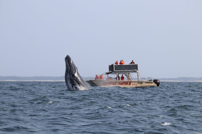 St Lucia Wilds Flatlet St Lucia Kwazulu Natal South Africa Whale, Marine Animal, Animal