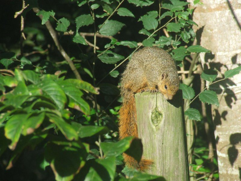 St Lucia Wilds Flatlet St Lucia Kwazulu Natal South Africa Squirrel, Mammal, Animal, Herbivore, Rodent