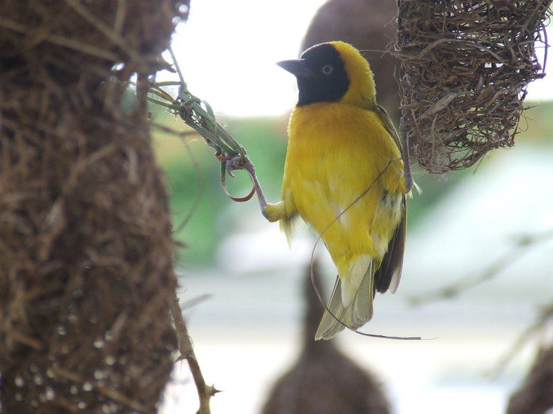 St Lucia Wilds Flatlet St Lucia Kwazulu Natal South Africa Tit, Bird, Animal