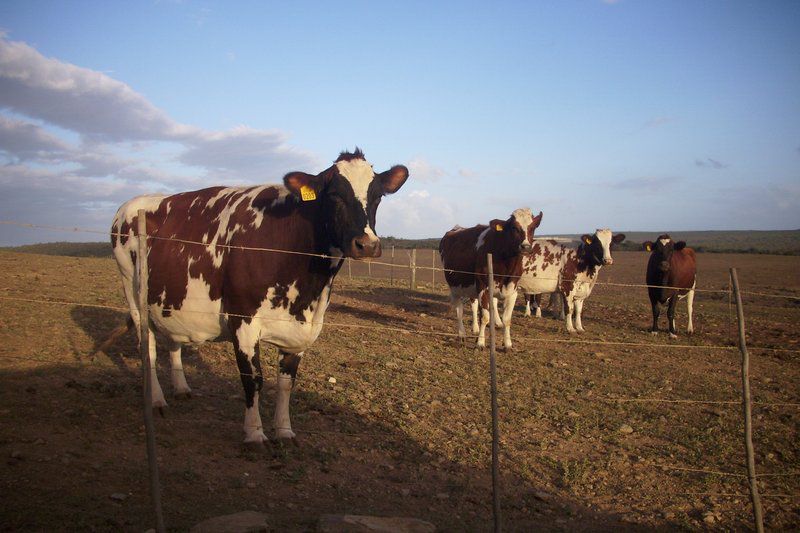 Staandakkie Guest Cottage Bredasdorp Western Cape South Africa Complementary Colors, Cow, Mammal, Animal, Agriculture, Farm Animal, Herbivore