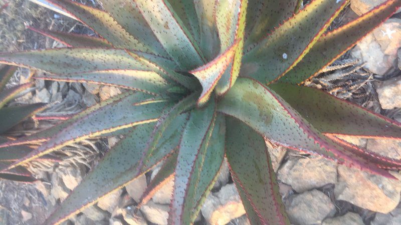 Staandakkie Guest Cottage Bredasdorp Western Cape South Africa Cactus, Plant, Nature, Lily, Flower