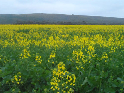 Staandakkie Guest Cottage Bredasdorp Western Cape South Africa Field, Nature, Agriculture, Plant, Canola