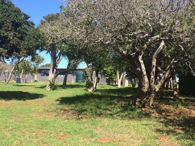 Stanley S Camping Ground Kenton On Sea Eastern Cape South Africa Beach, Nature, Sand, Palm Tree, Plant, Wood