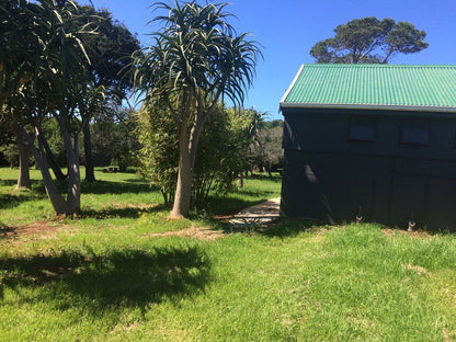 Stanley S Camping Ground Kenton On Sea Eastern Cape South Africa Palm Tree, Plant, Nature, Wood