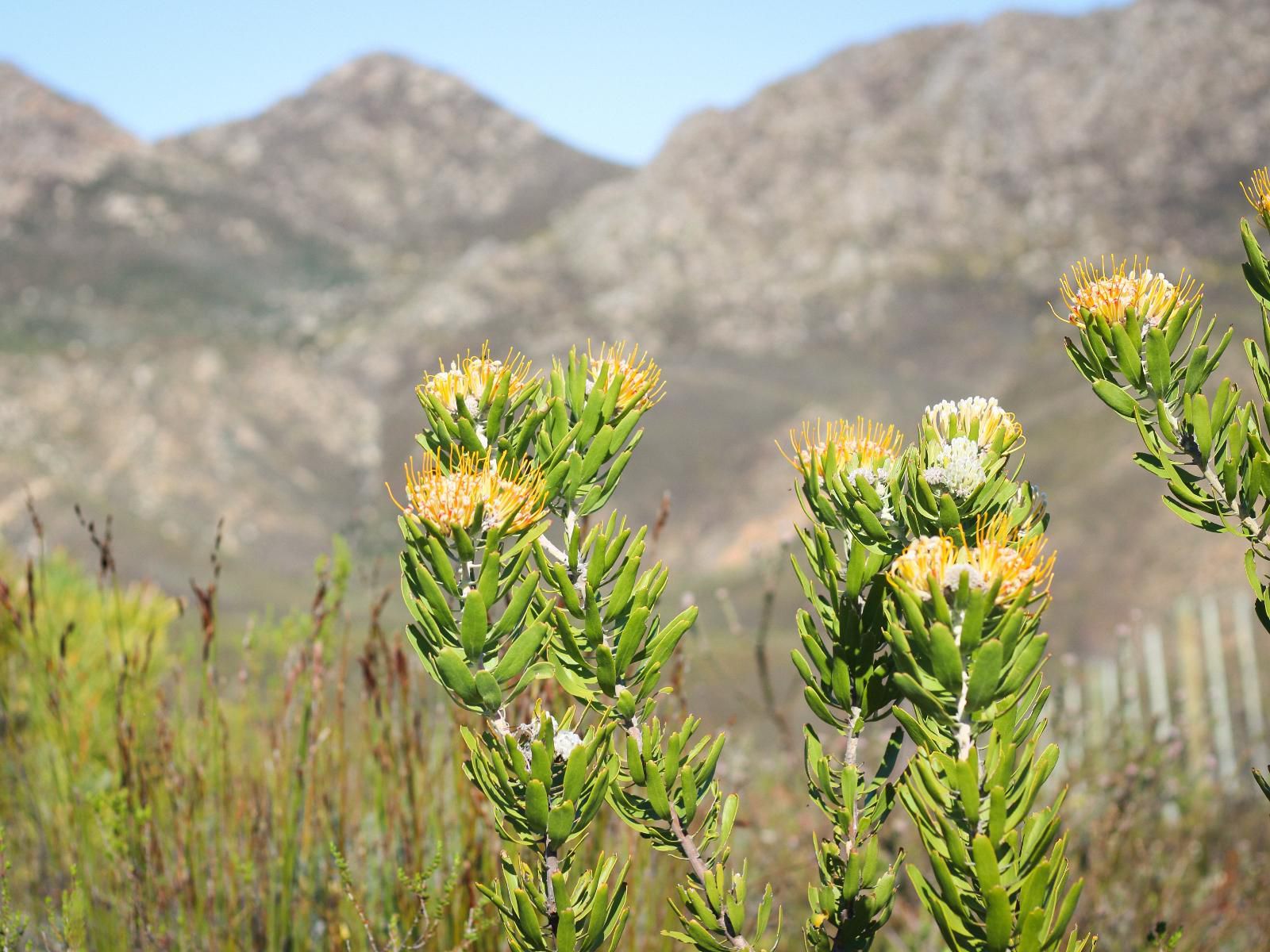 Starry Starry Night Montagu Western Cape South Africa Plant, Nature