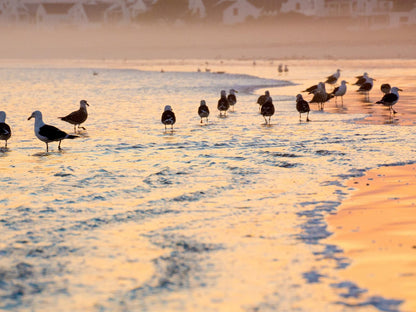 Stay In Paternoster, Goose, Bird, Animal, Beach, Nature, Sand, Sunset, Sky