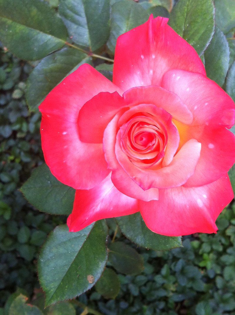 Steenbokkie Pension Monument Park Pretoria Tshwane Gauteng South Africa Flower, Plant, Nature, Rose