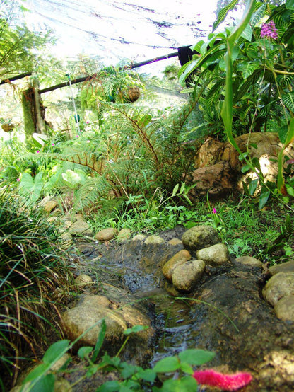 Stephward Estate Uvongo Margate Kwazulu Natal South Africa River, Nature, Waters, Waterfall, Garden, Plant