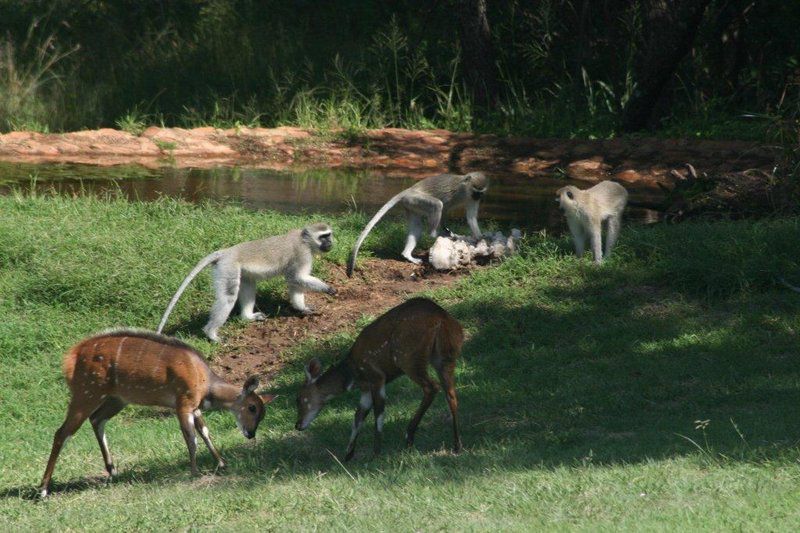 Steynshoop Mountain Lodge Magaliesburg Gauteng South Africa Kangaroo, Mammal, Animal, Herbivore
