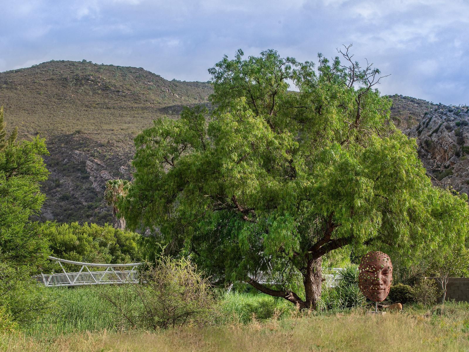 Stil Montagu Western Cape South Africa Complementary Colors, Forest, Nature, Plant, Tree, Wood