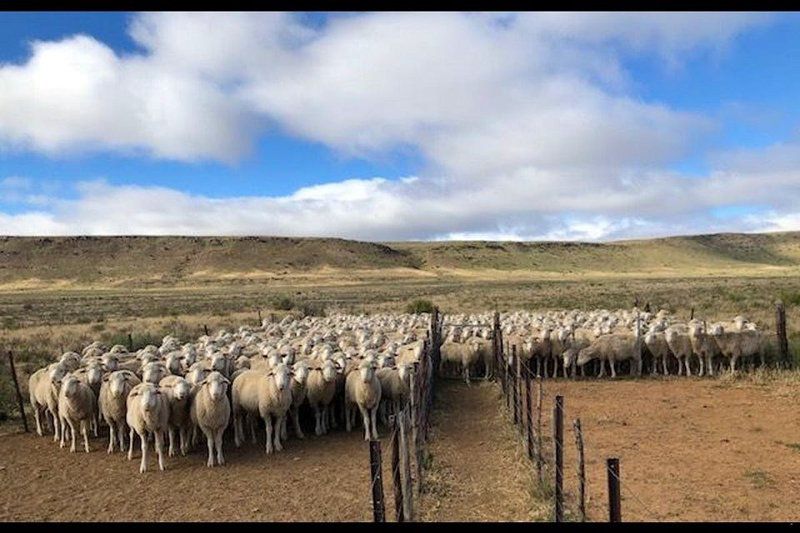 Stillewaters Self Catering Richmond Northern Cape Northern Cape South Africa Complementary Colors, Sheep, Mammal, Animal, Agriculture, Farm Animal, Herbivore