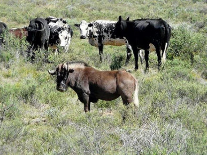 Stillewaters Self Catering Richmond Northern Cape Northern Cape South Africa Bison, Mammal, Animal, Herbivore
