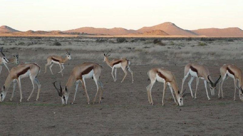 Stillewaters Self Catering Richmond Northern Cape Northern Cape South Africa Animal, Desert, Nature, Sand