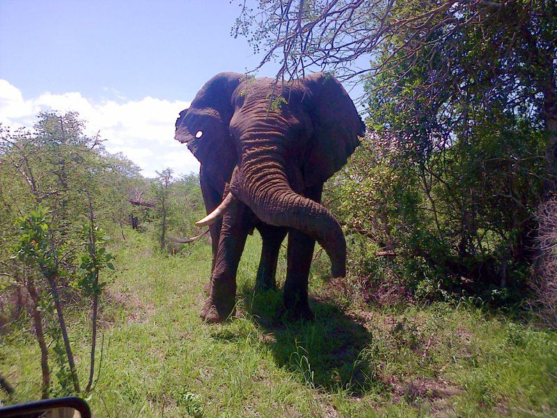 St Lucia Wilds St Lucia Kwazulu Natal South Africa Complementary Colors, Elephant, Mammal, Animal, Herbivore