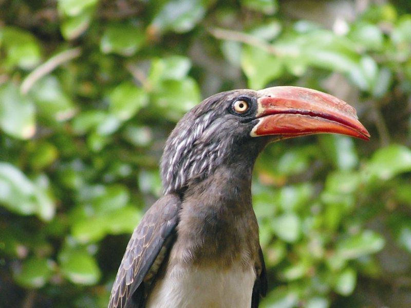 St Lucia Wilds St Lucia Kwazulu Natal South Africa Bird, Animal