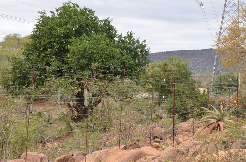 Stoep At Steenbok Street Komatipoort Mpumalanga South Africa Tree, Plant, Nature, Wood