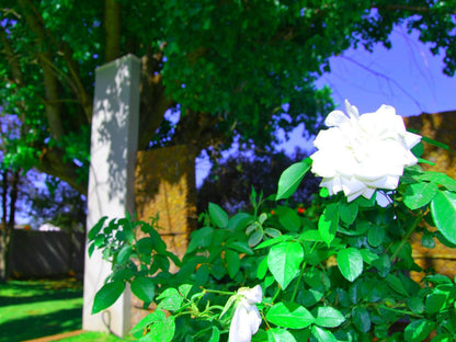 Stokkiesdraai Guest House Kathu Northern Cape South Africa Colorful, Plant, Nature, Rose, Flower