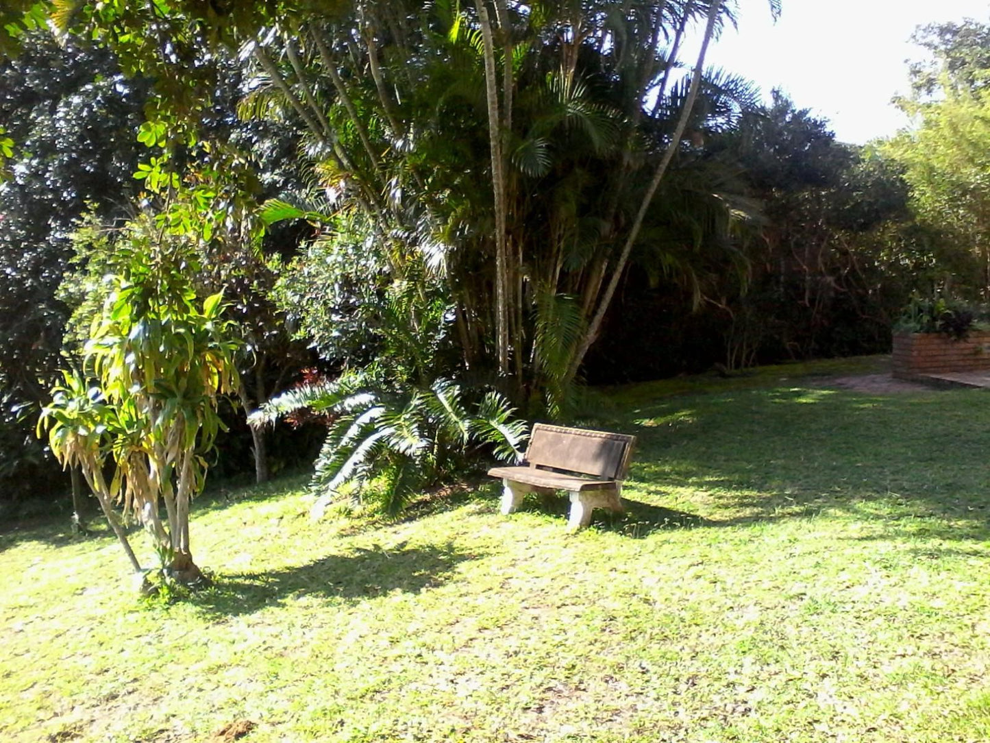 Stokkiesdraai Holiday Accommodation, Palm Tree, Plant, Nature, Wood, Garden