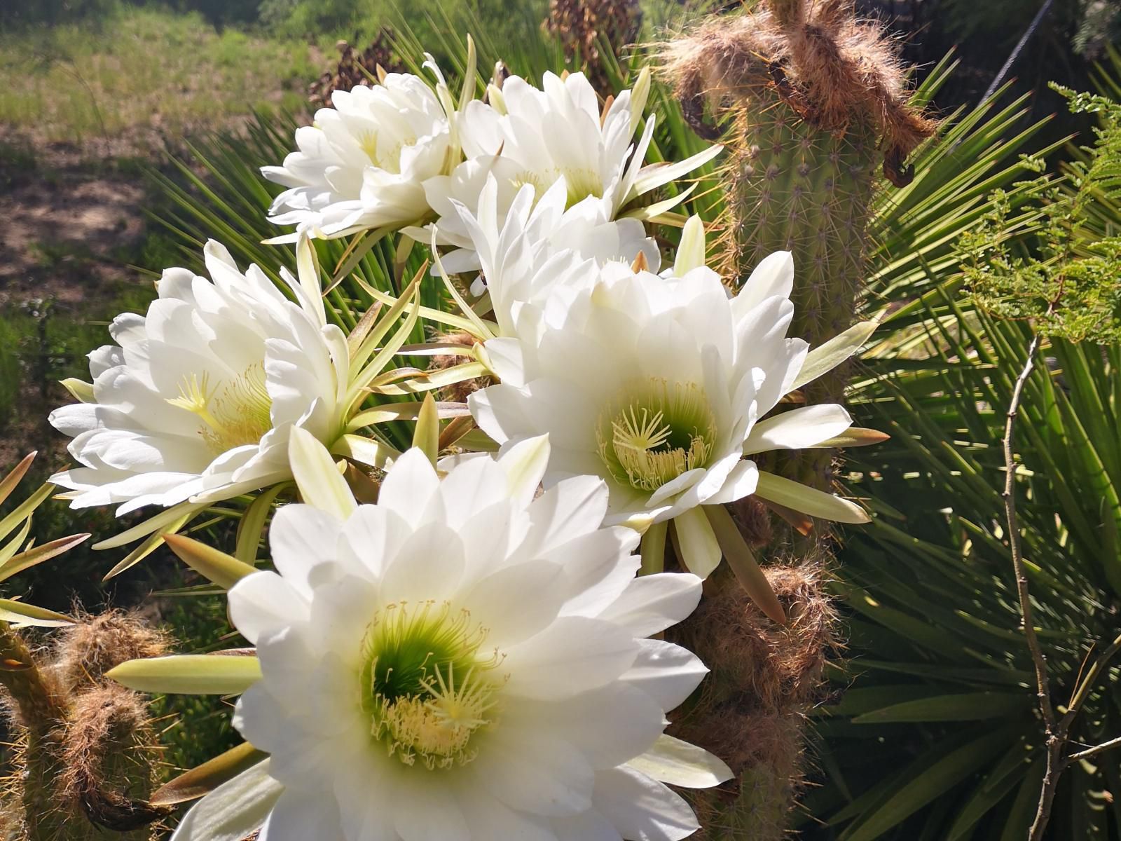 Stone Haven At Nieu Bethesda Nieu Bethesda Eastern Cape South Africa Flower, Plant, Nature