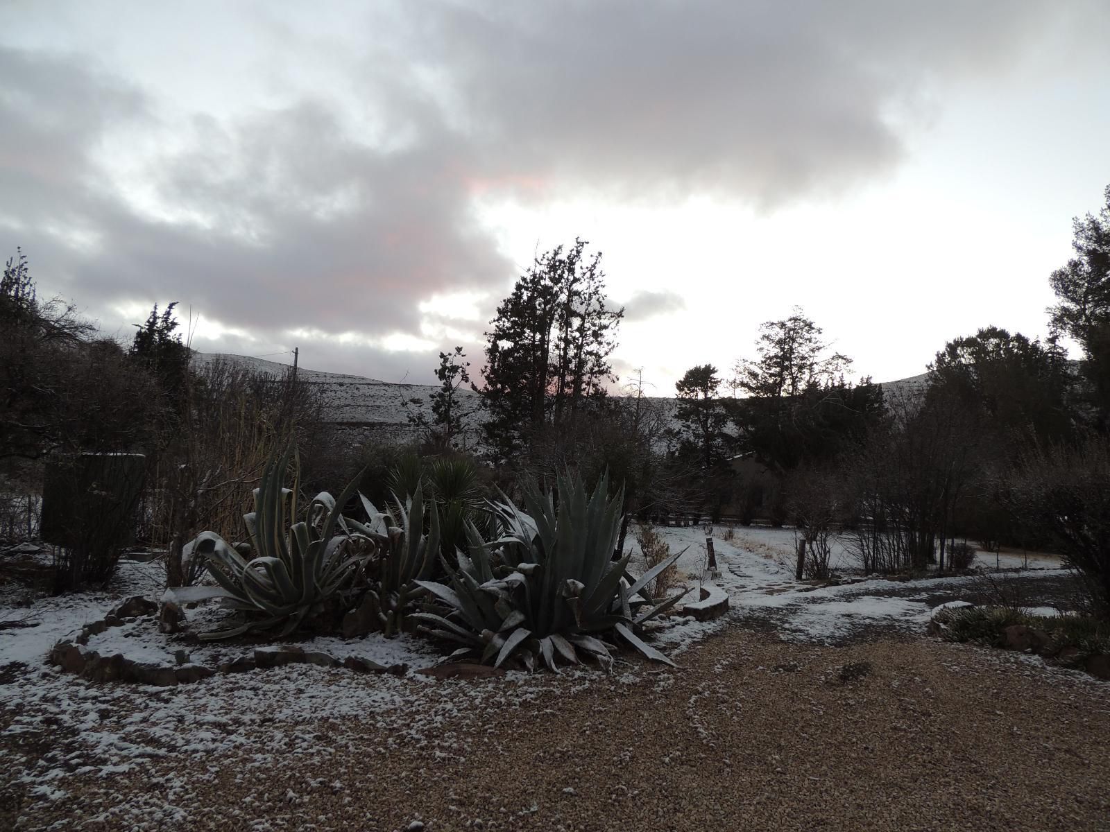 Stone Haven At Nieu Bethesda Nieu Bethesda Eastern Cape South Africa Unsaturated, Cactus, Plant, Nature